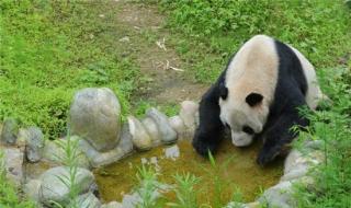 熊猫的寿命