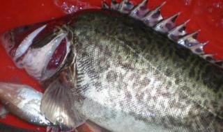 乌苏里江鱼 乌苏里江鱼