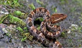 中国哪个省毒蛇最多